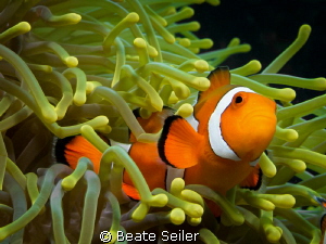 Nemo by Beate Seiler 
